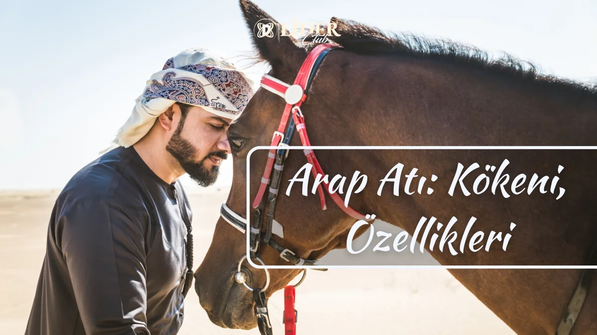 Arap Atı: Kökeni, Özellikleri ve Günümüzdeki Kullanım Alanları