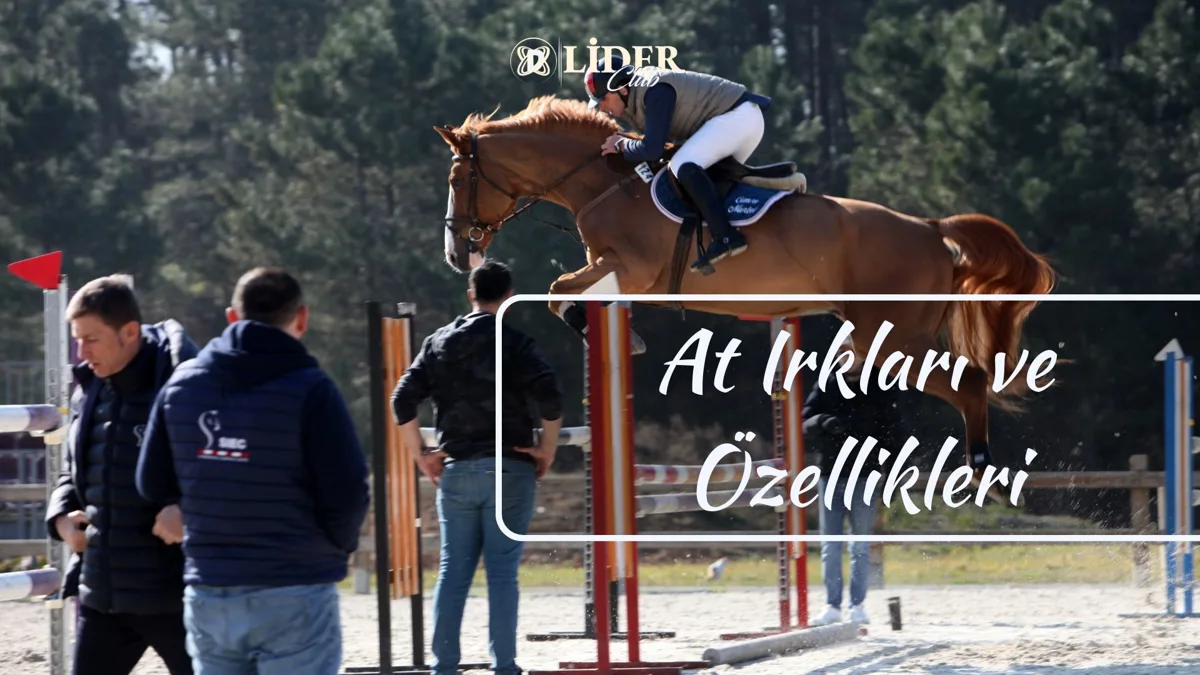 At Irkları ve Özellikleri | Dünyaca Ünlü ve Türk At Irkları