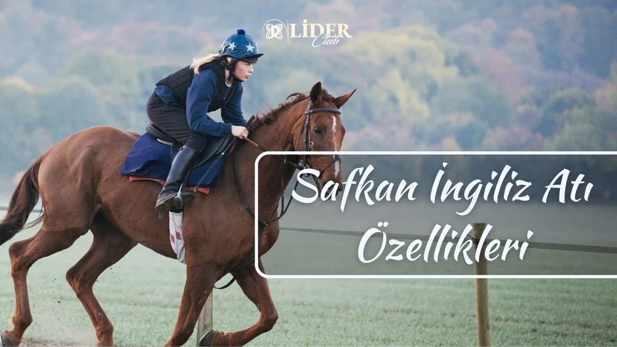 Safkan İngiliz Atı (Thoroughbred): Özellikleri, Hızı, Boyu, Kaç Yıl Yaşar?