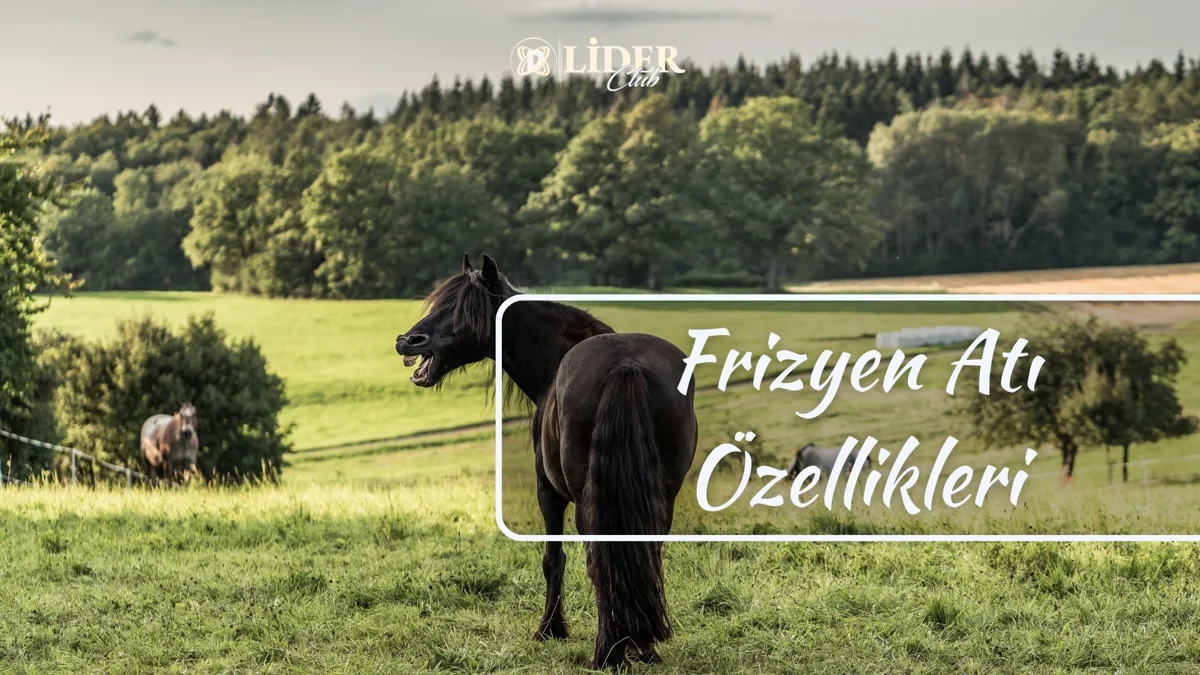 Frizyen Atı (Friesian Horse) Çatalca Binicilik | Magical Club