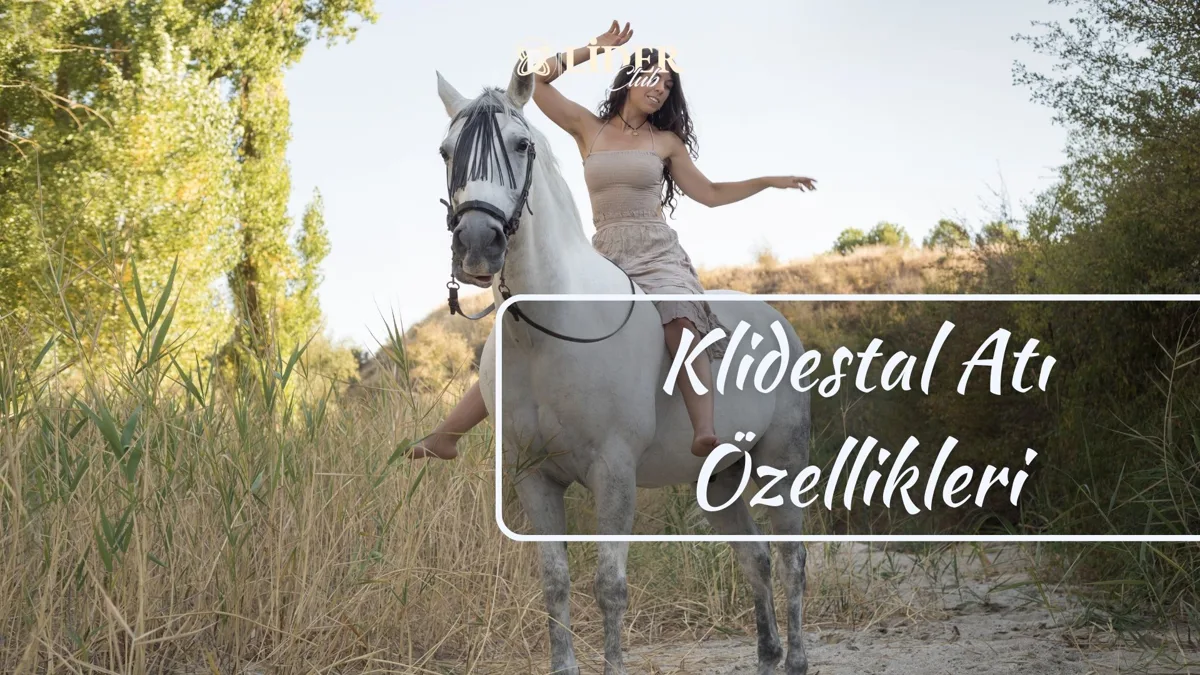 Endülüs Atı (Andalusian Horse) Nedir? Kökeni, Özellikleri ve Günümüzdeki Yeri