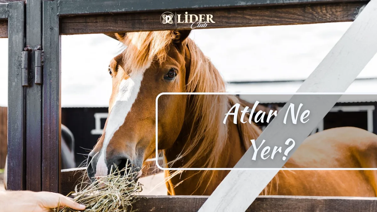 Atlar Ne Yer? Beslenmesi Nasıl Olmalı?