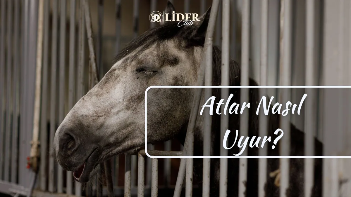 Atlar Nasıl Uyur? Ayakta mı Yatar mı?