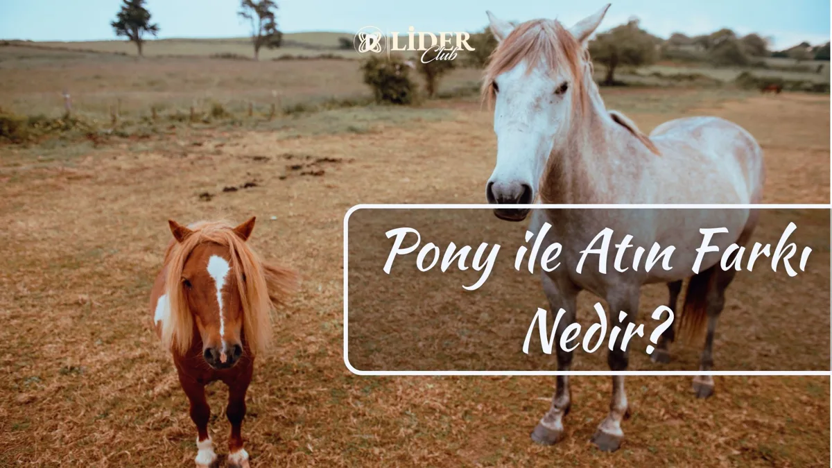 Pony ile Atın Farkı Nedir?