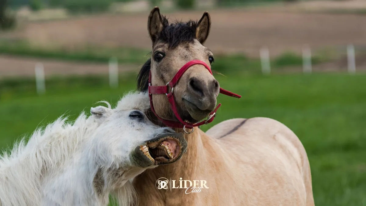 At Yarışlarının Büyüleyici Dünyası ve Atların Davranışlarını Anlama Sanatı