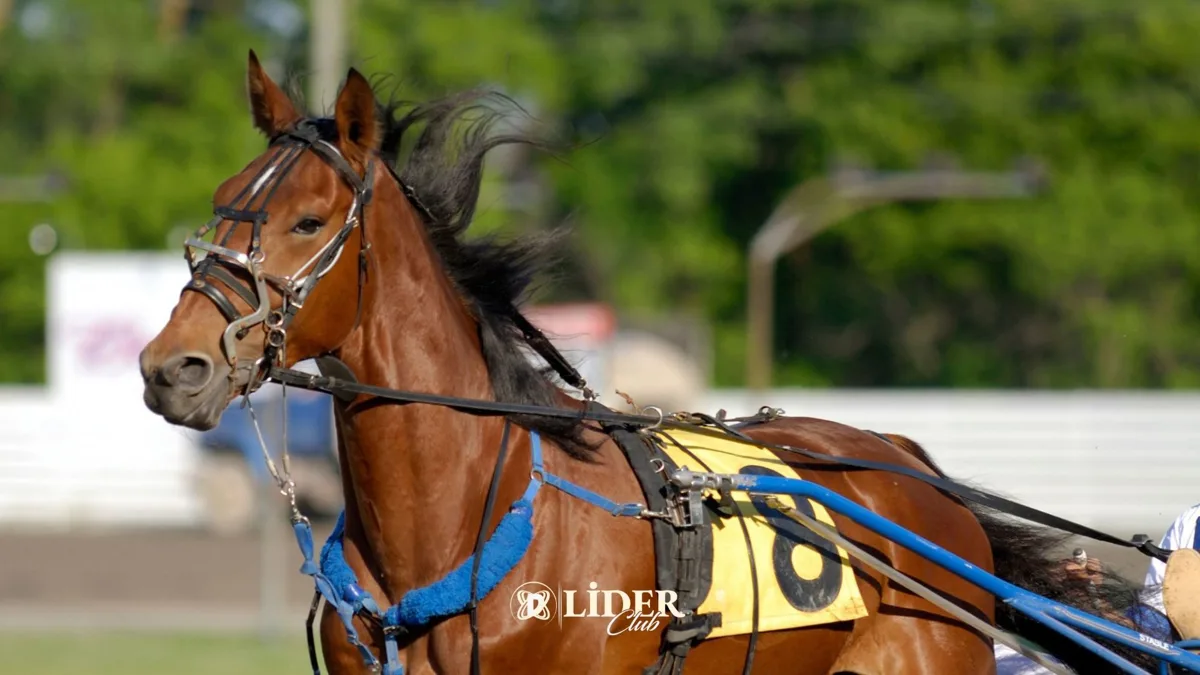 At Türleri ve Binicilik Dünyasının Büyüleyici Yönleri