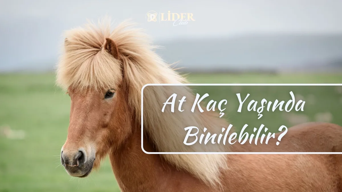 At Kaç Yaşında Binilebilir?