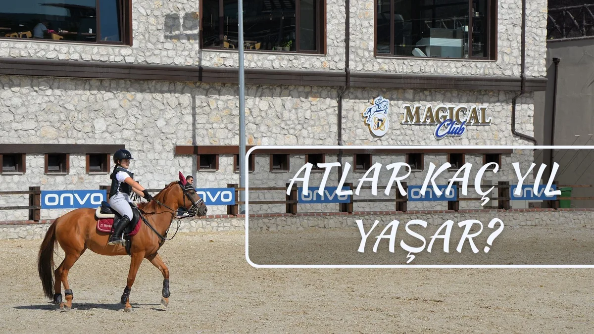 Atlar Kaç Yıl Yaşar?