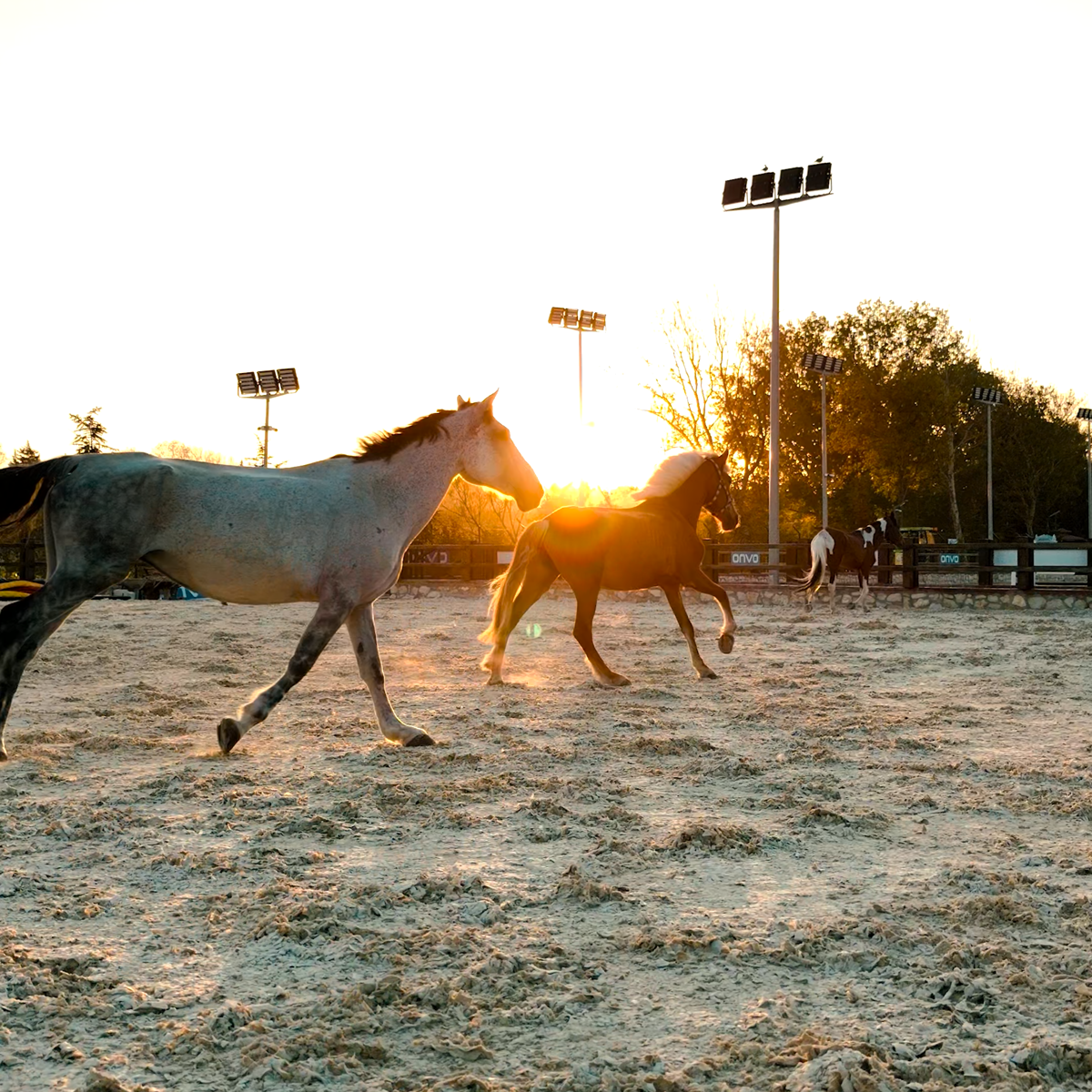 Binicilik Sporuna Başlamak İçin En Doğru Zaman Ne Zaman?