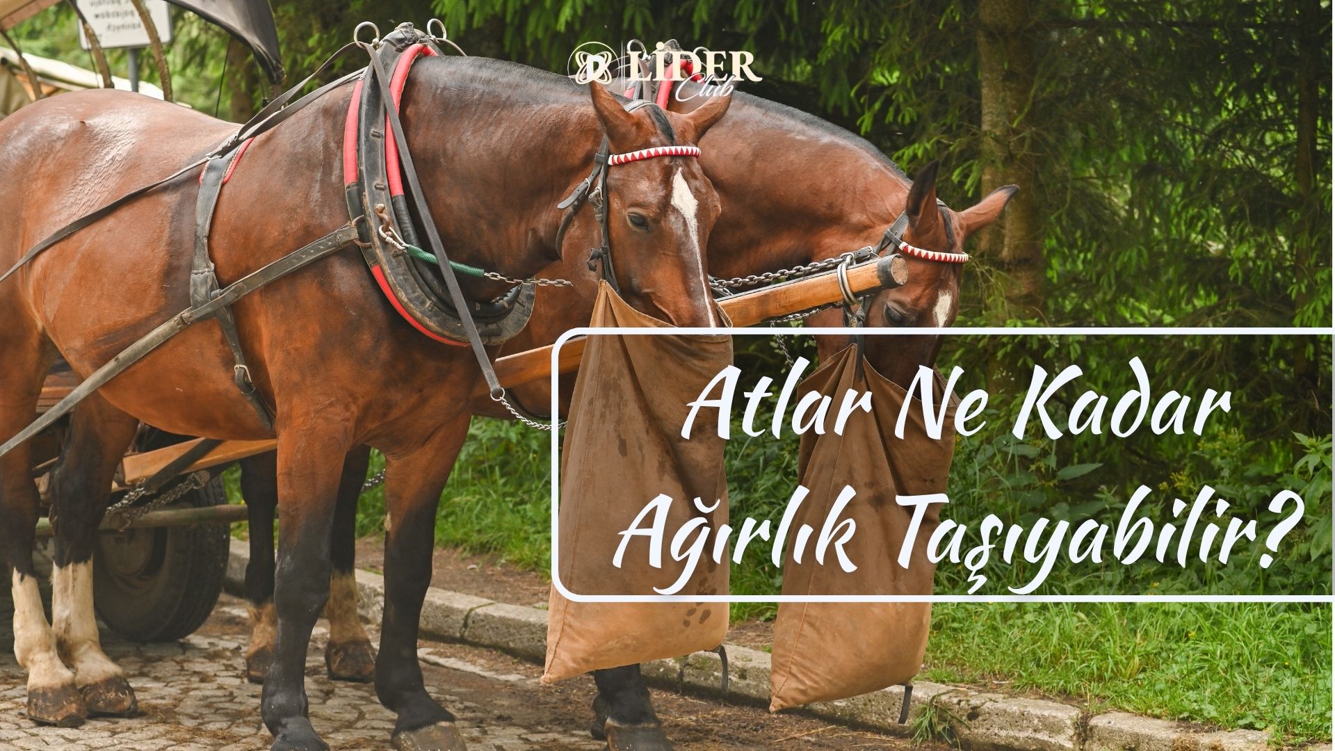 Atlar Ne Kadar Ağırlık Taşıyabilir?