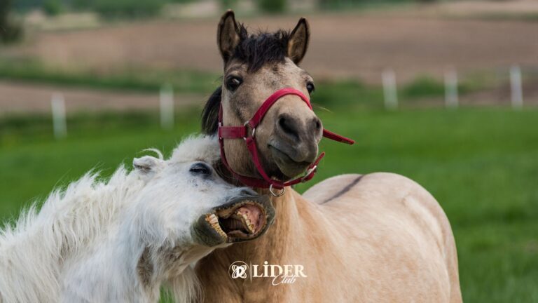 At Yarışlarının Büyüleyici Dünyası ve Atların Davranışlarını Anlama Sanatı