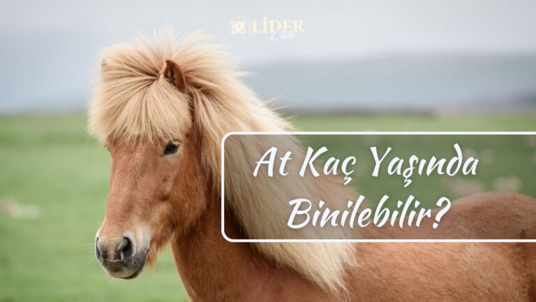 At Kaç Yaşında Binilebilir?