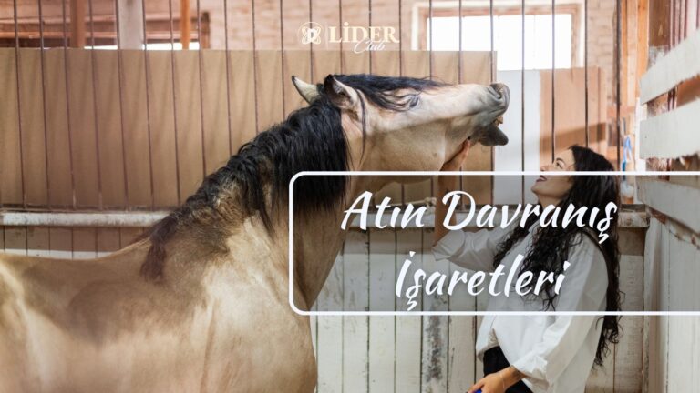Atın Davranış İşaretleri: Kulak, Kuyruk ve Tüm Beden Dili