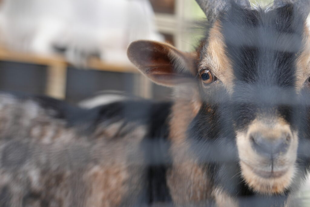 Mini Hayvanat Bahçesiyle Çocukların Favorisi: Lider Club’ta Eğlence Dolu Anlar
